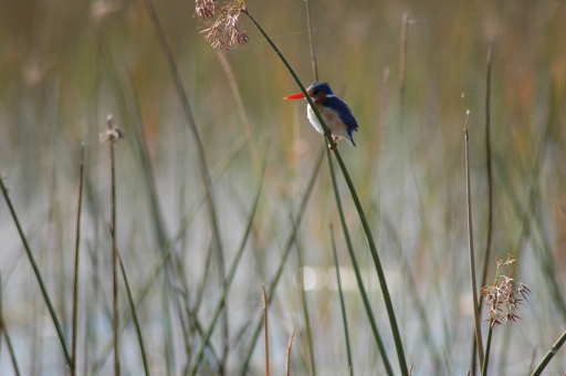 LVkingfisher2 