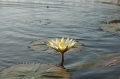 Waterlily 