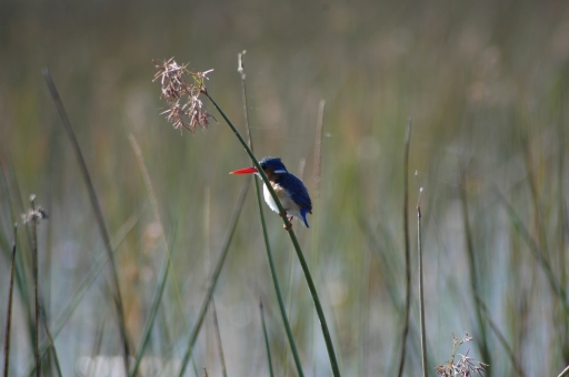 Kingfisher 