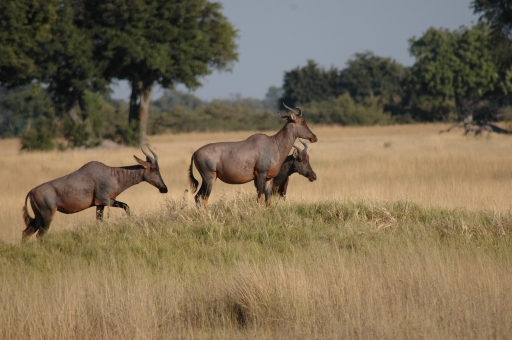 Kudu 