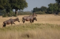 Kudu