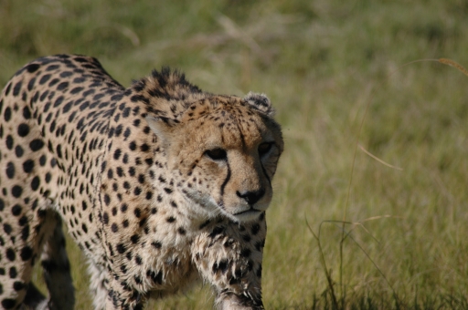 Cheetah3 