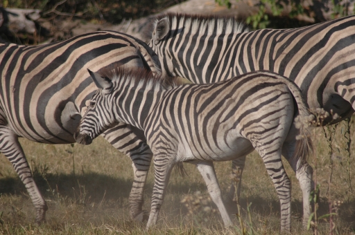 Zebras 