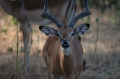 Kudu 