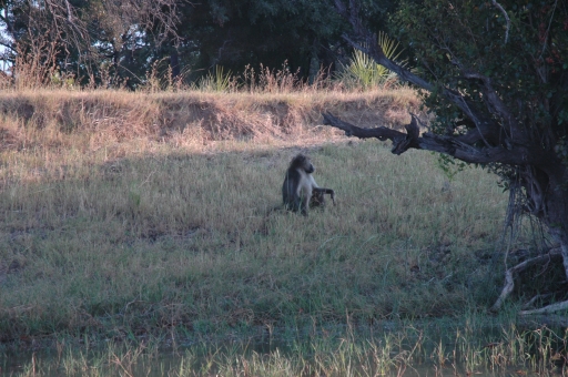 Baboon 