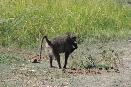 Baboon 