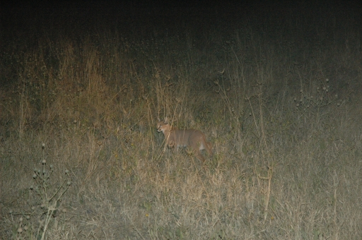 Caracal 