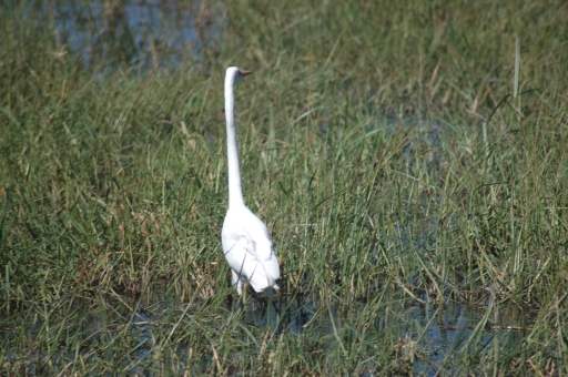 Egret 