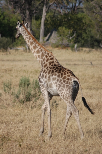 Giraffe 