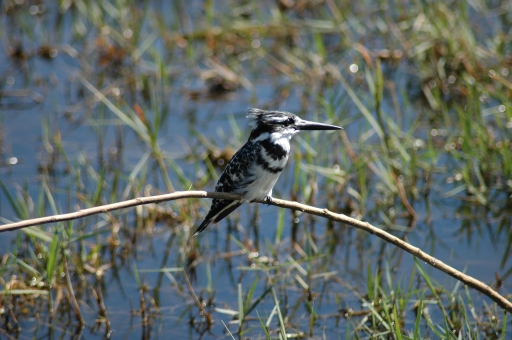 Kingfisher 