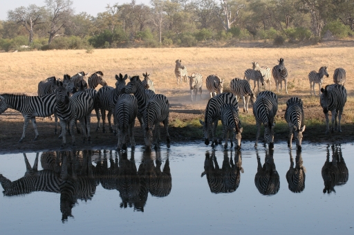 Waterhole 