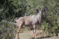 Kudu