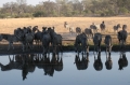 Waterhole 