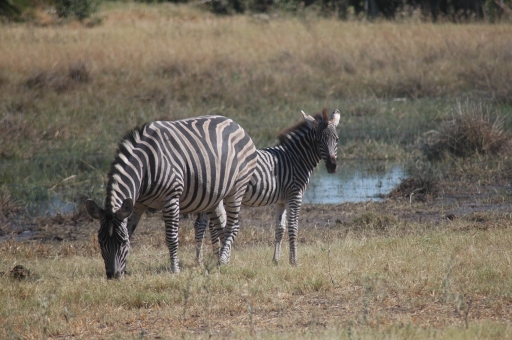 Mzebras 