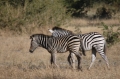 LVzebras2